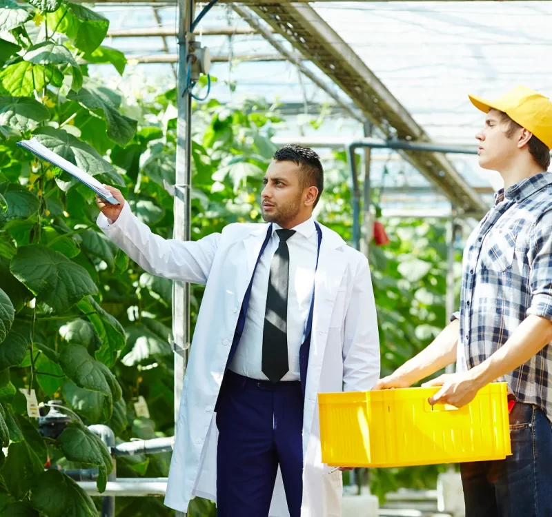 working-hothouse